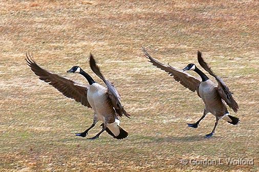 Synchronized Landing_15156.jpg - Canada Goose (Branta canadensis) photographed at Ottawa, Ontario - the capital of Canada.